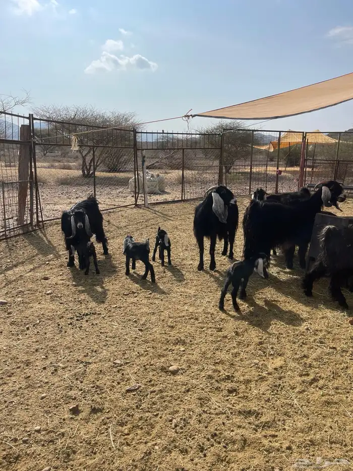 معزا ( تم البيع ) 4