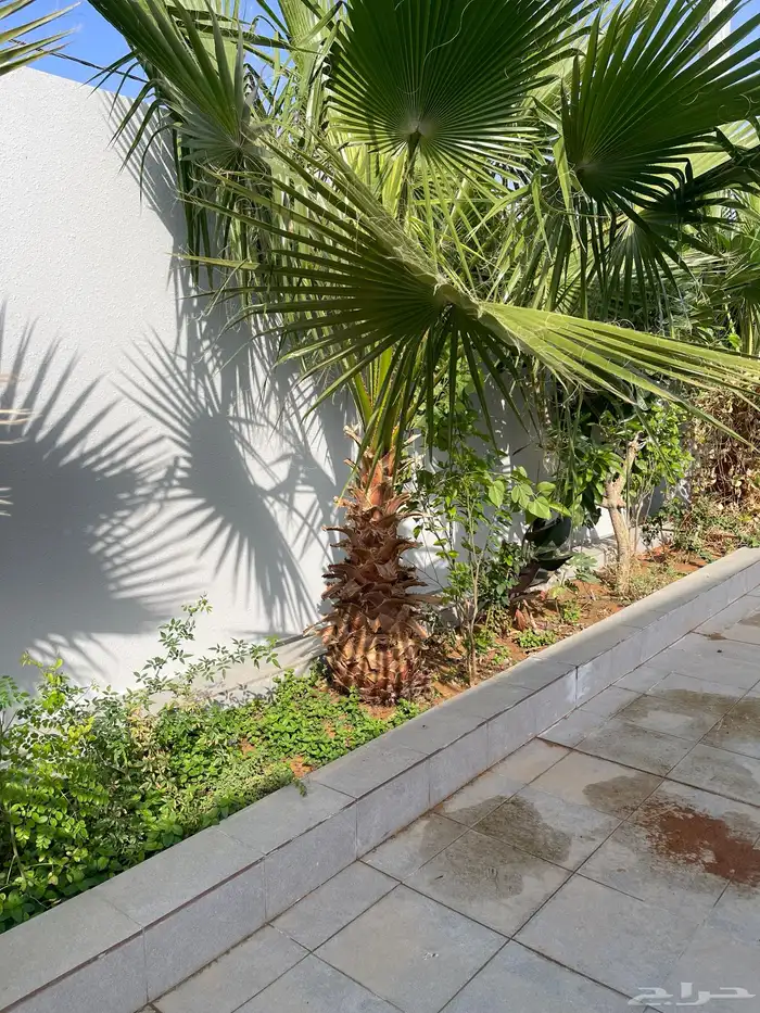 نخل واشنطني 1