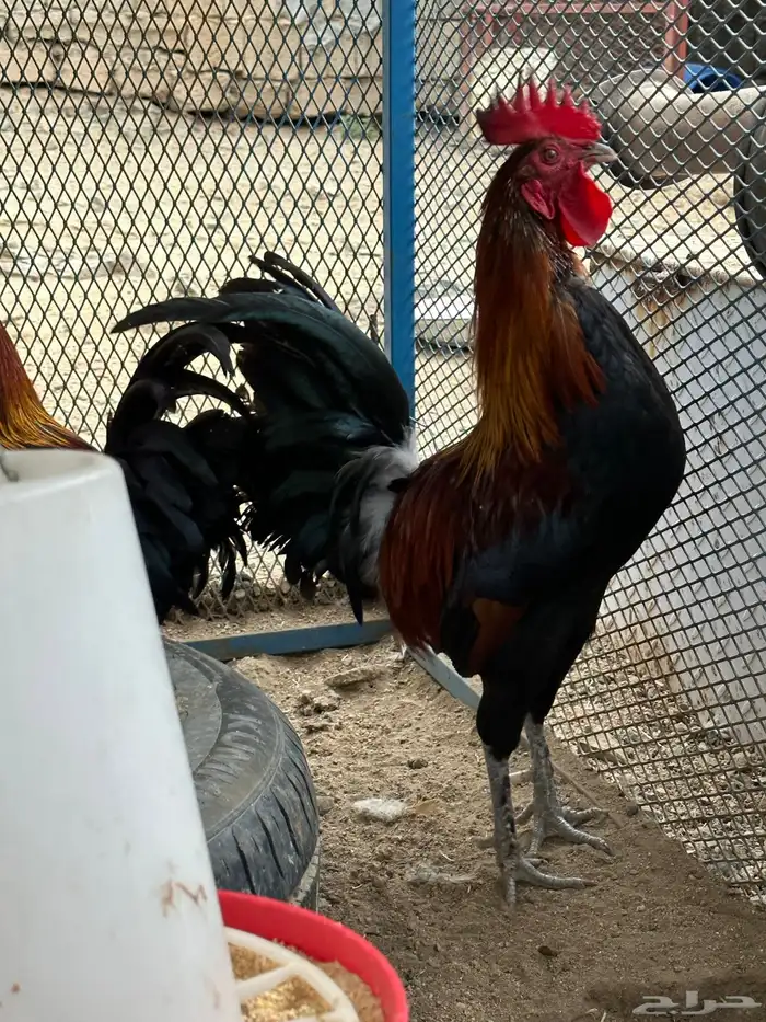 ديوك ترثه(تم البيع ) 0