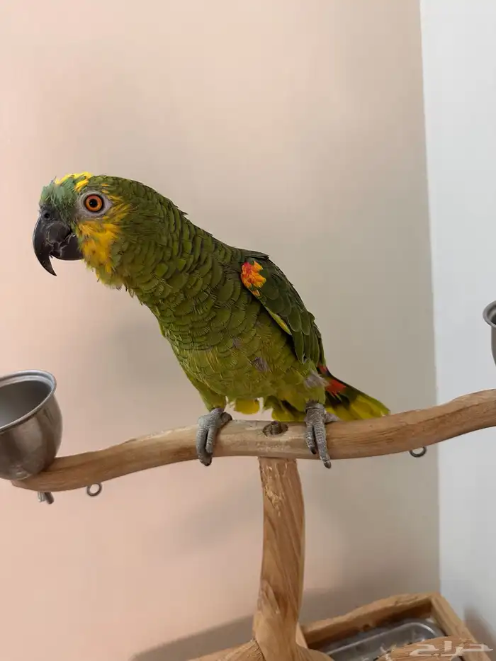 ببغاء امزوني بلو فرنتد 0