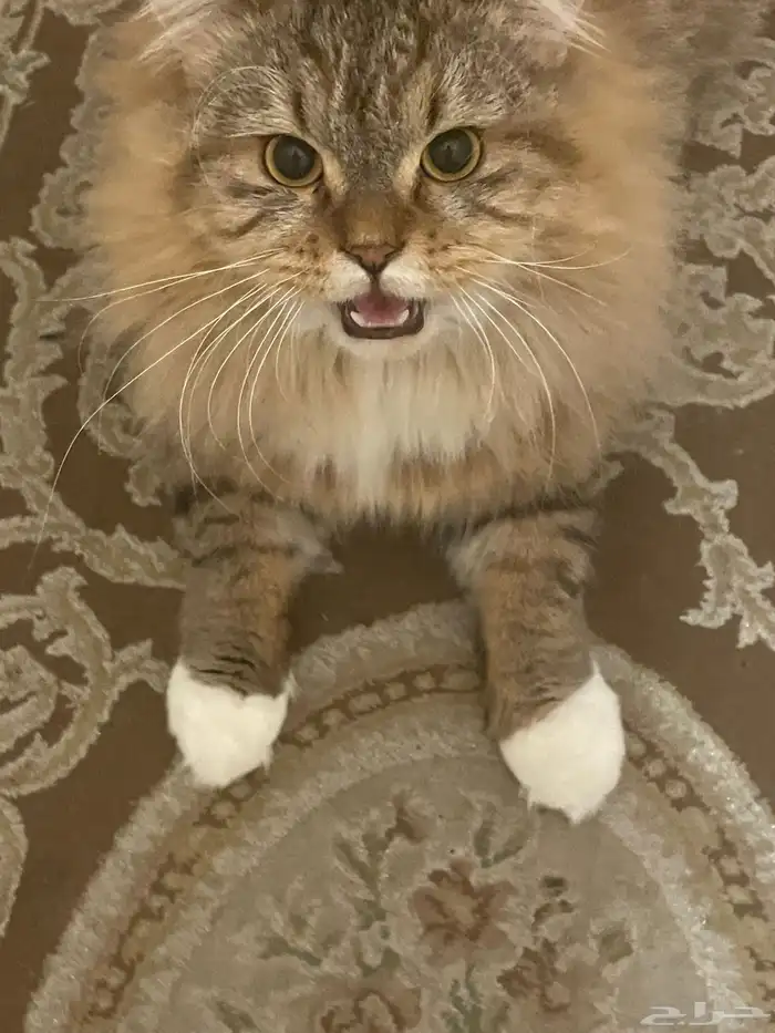 قطه عمر 6 اشهر ونصف نوعها مين كون النادر 2