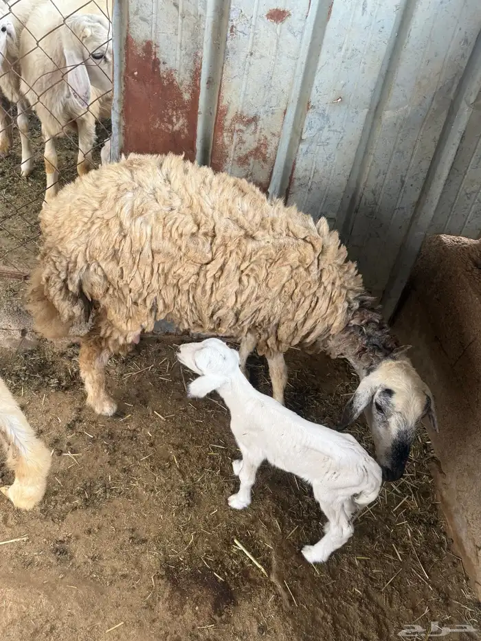 رخله رباع منتجه أنثى 0