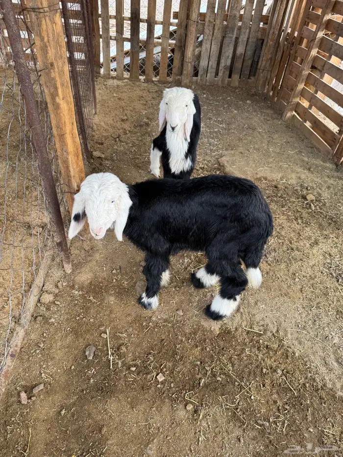 رخال نجد على الحليب والبرسيم والشعير 2