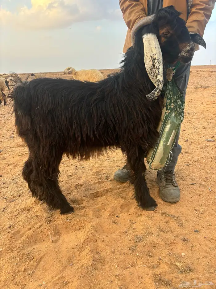 تيوس للبيع 8