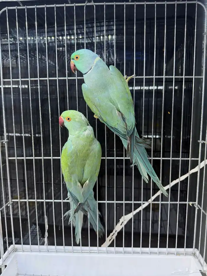 مجموعة ازوج درة هولندي 1