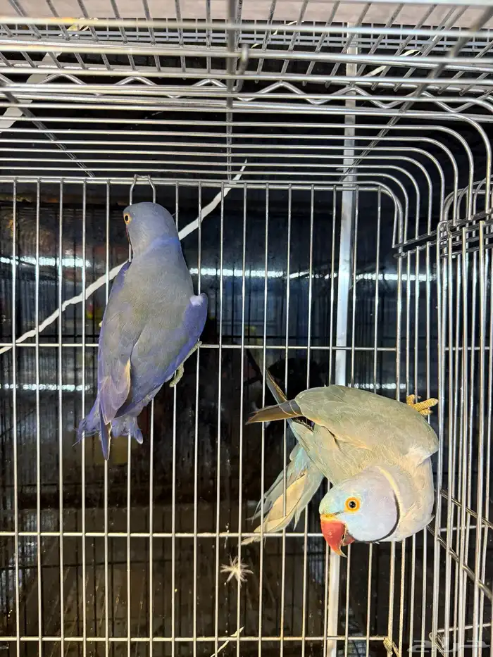 مجموعة ازوج درة هولندي 2