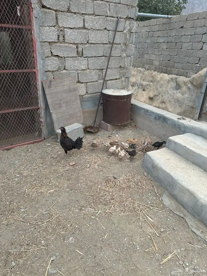 دجاجة بلدي مفرخه 2