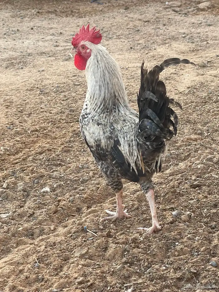 ديوك فيومي. و بلدي 14