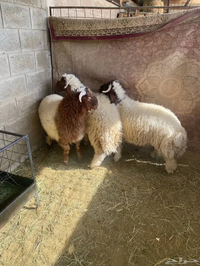 طليان نعيم 1