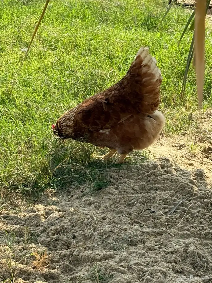 أطباق بيض تفقيس (تركي-كلومبي-فرنسي) 2