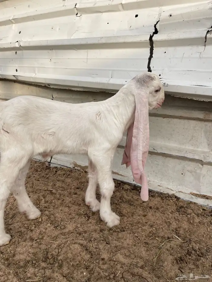 صنف فاخر مشروع فحل 3