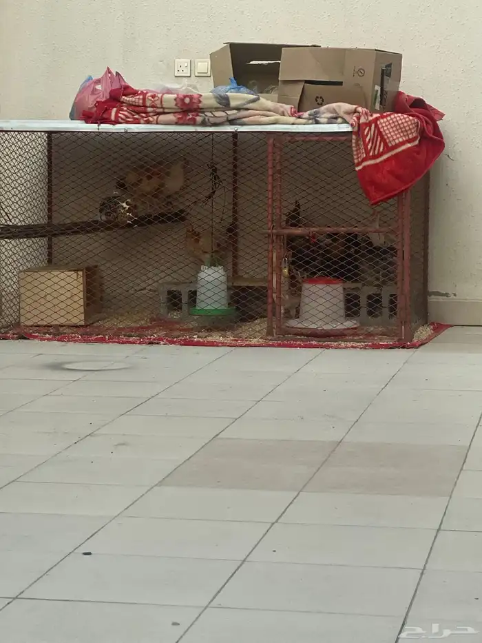 شبك دجاج 3