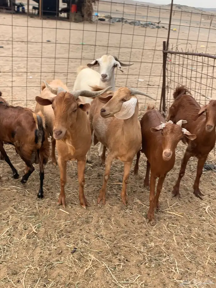 للبيع معزا جفار بيشيات برص ومعزا دهم 6