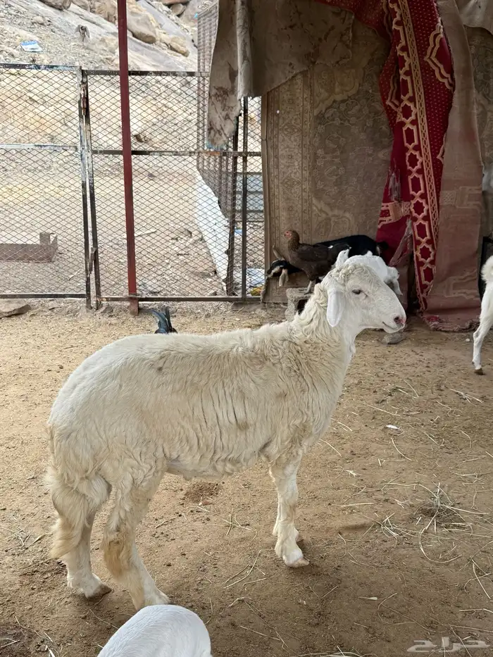 مشروع فاخر 0