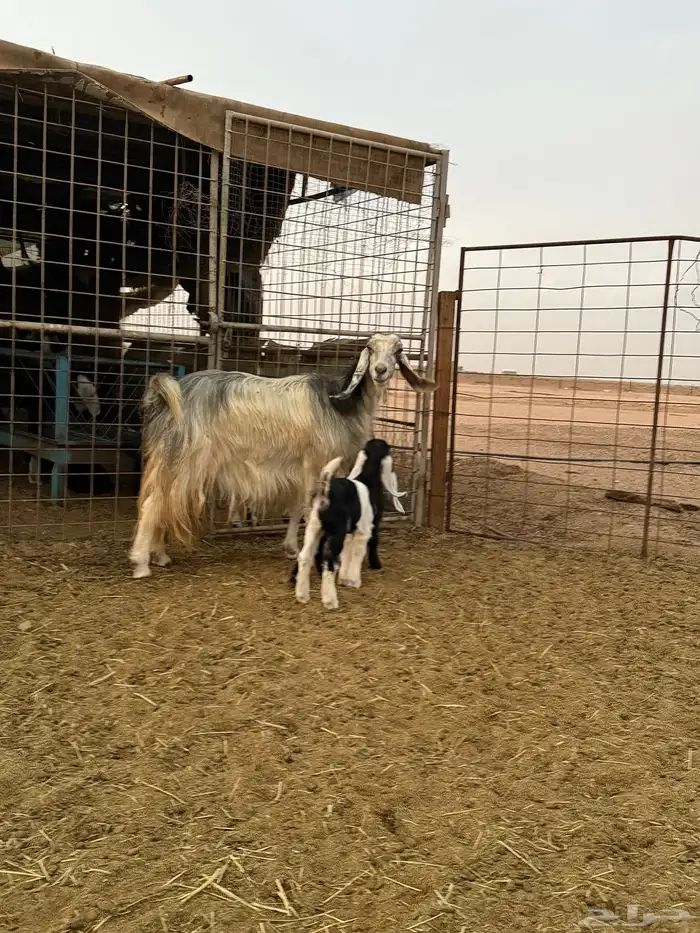 للبيع عنز تحتها تيس وجفره 0