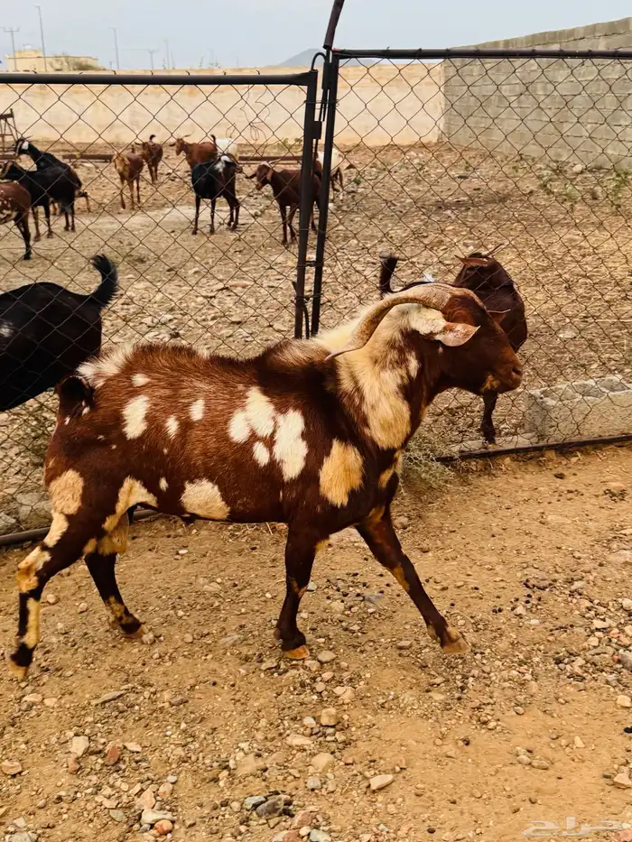 تيس   خروف فحول مشروطة من كل شي بأذن الله 1