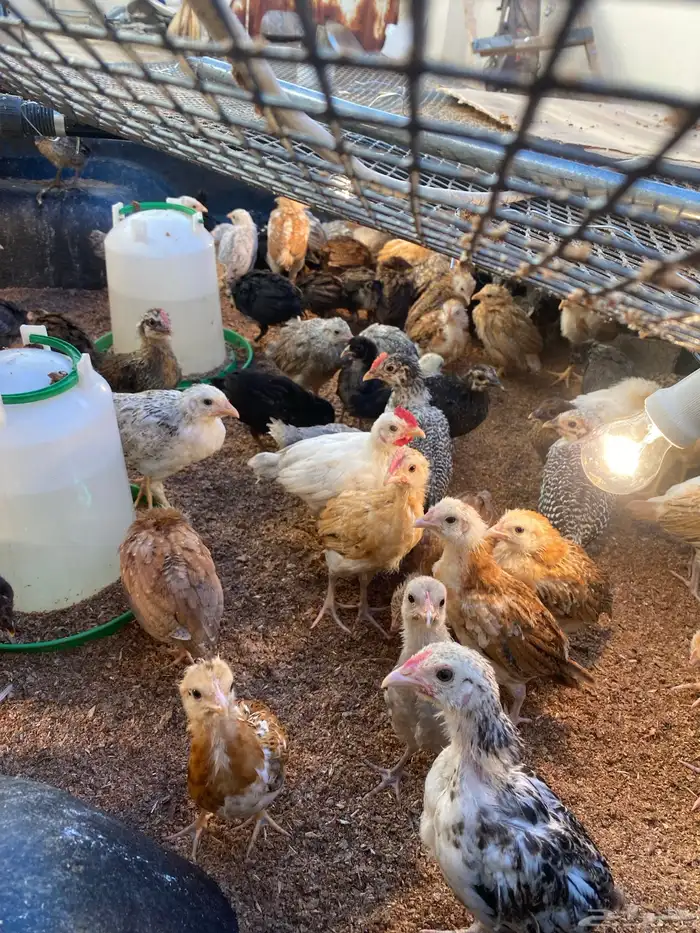 صيصان دجاج عمر شهرين 3