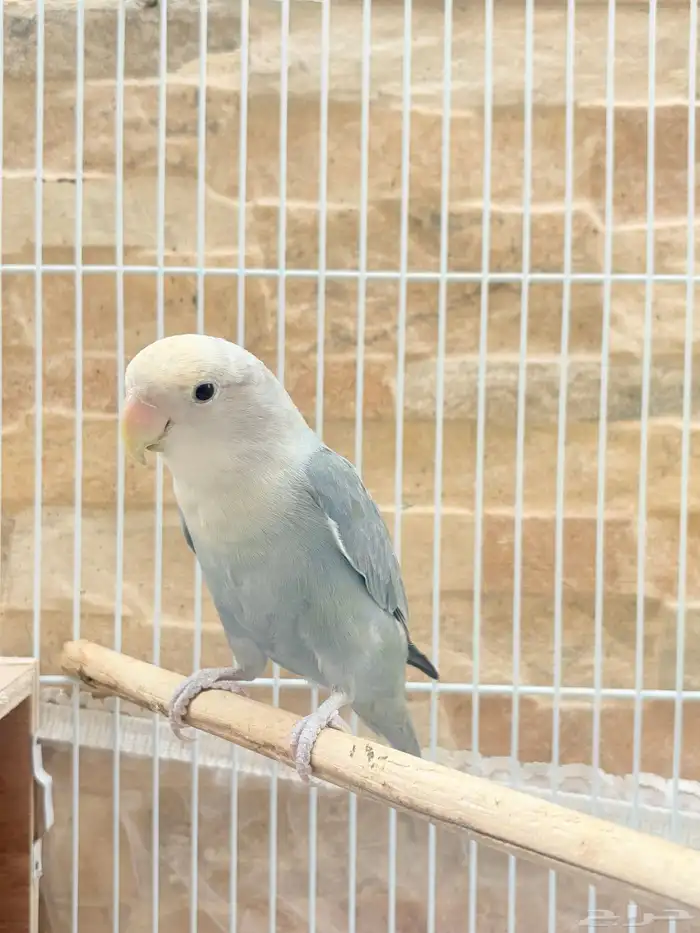 البيع جوز روز 1