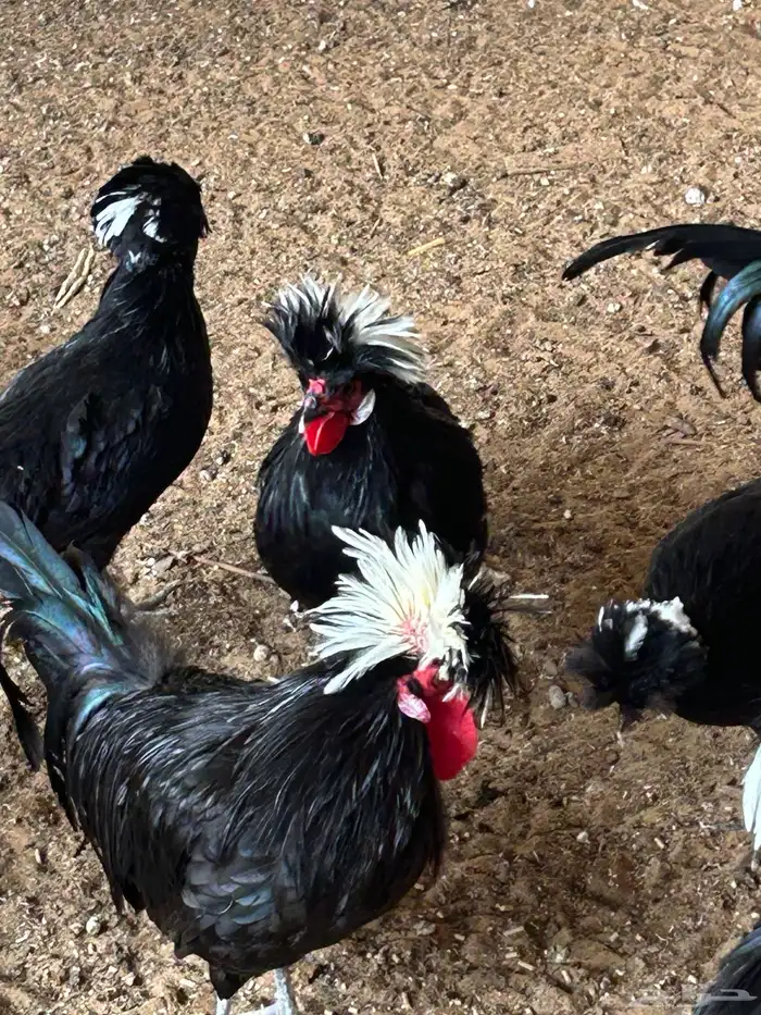 دجاج بلوشن أمريكي اسود 2