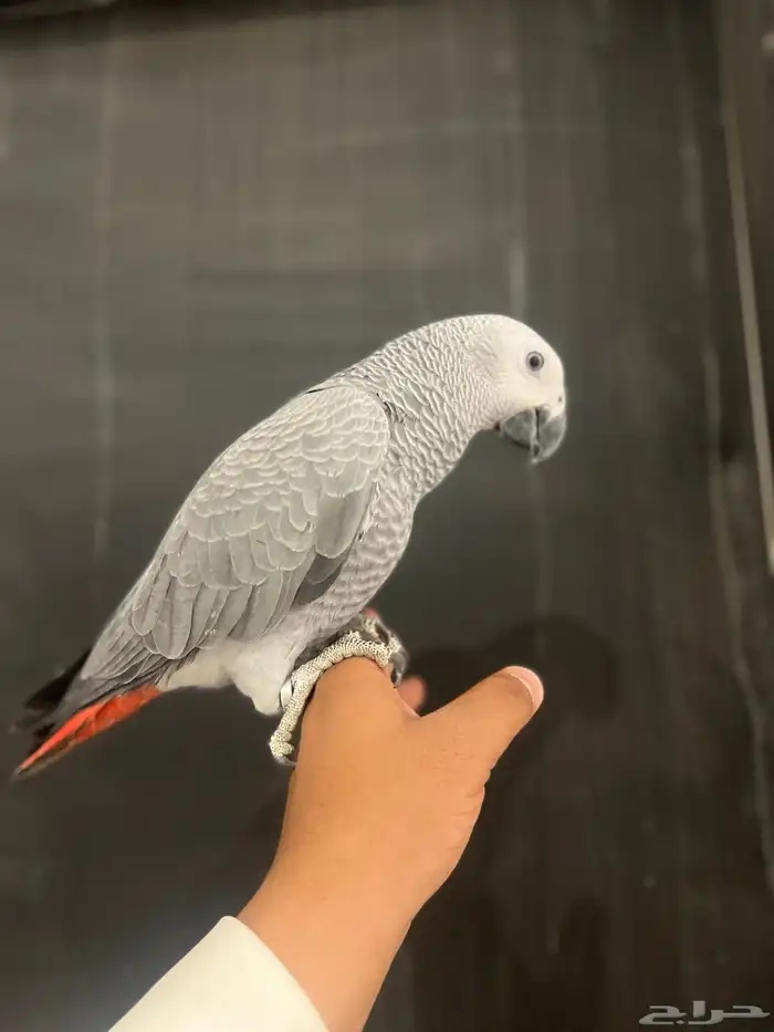 فرخ كاسكو حمامه وثلجي 11