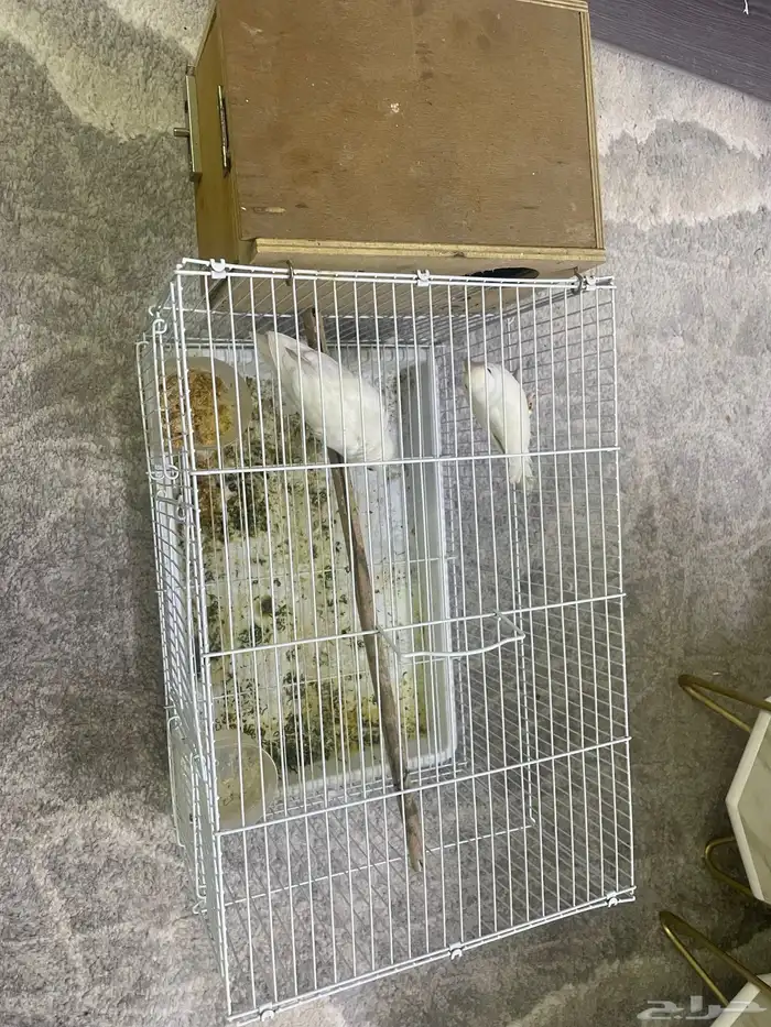 ببغاء البينو 2