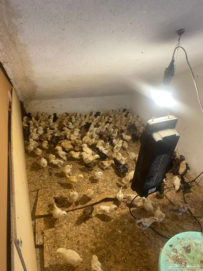 صوص دجاج عمره 20 يوم العدد 113 جوز العدد الكلي226حبه 5