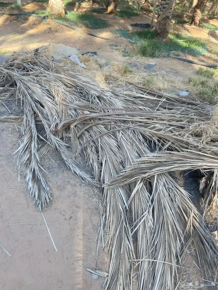 عسيب سعف نخل 3