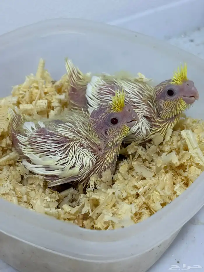 فروخ كروان لاتينو. عيون حمر الموقع الأحساء الدالوه 0