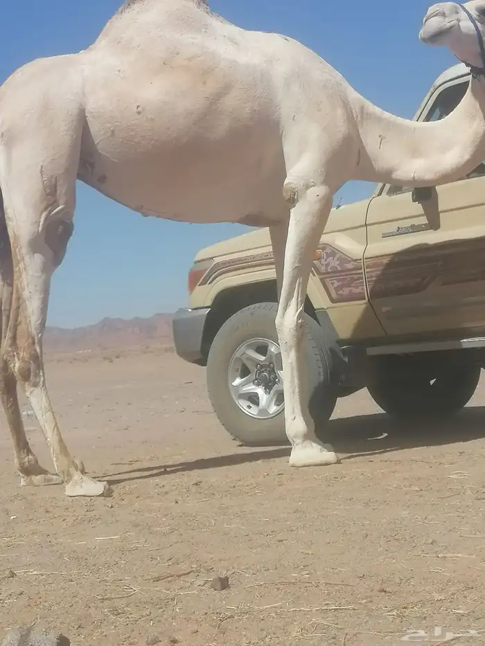 ناقه ذلول لقحا على جمل منتج 0