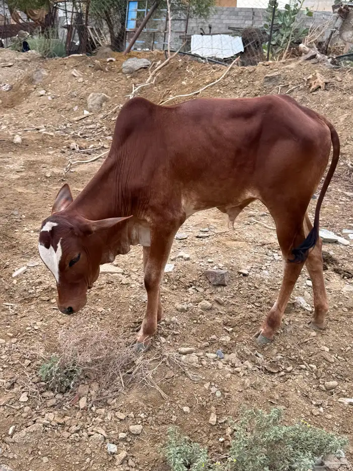بقر للبيع 1