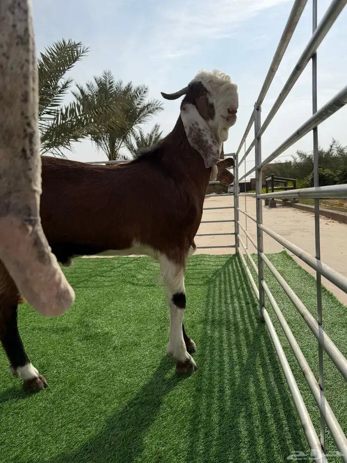 تيوس مطوره 0