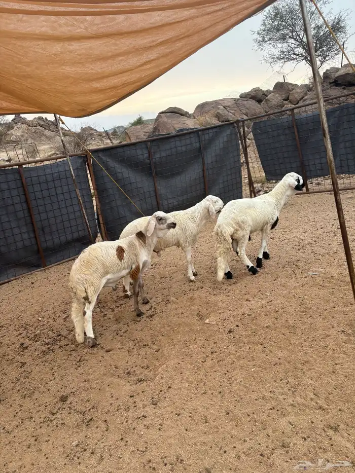 سواكن شبيه الحري تم البيع 1