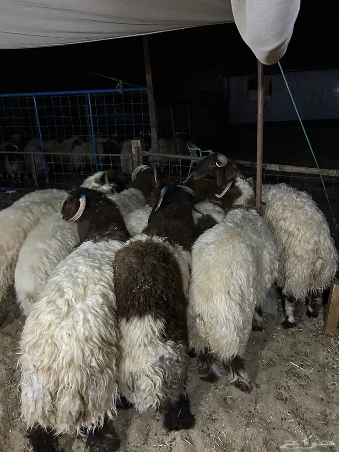 حريات جبر ناهي ووسط ونعيم جبر ناهي ووسط وهرافي 15