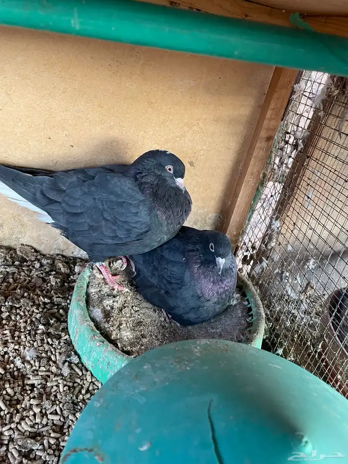 اعرض لكم حمام قطايف 3