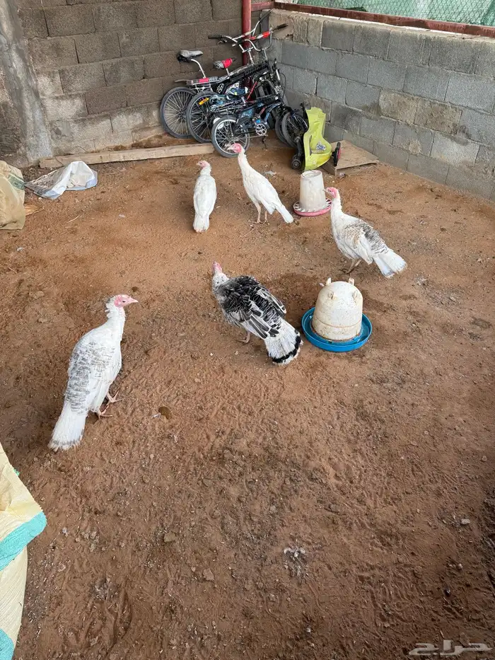 دجاج فيومي بياض وديوك ومعة نوع ثاني بلدي ماهو واج ومعة ديوك 1