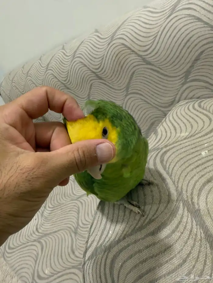 أمازون عمر سنة ومتكلم 2