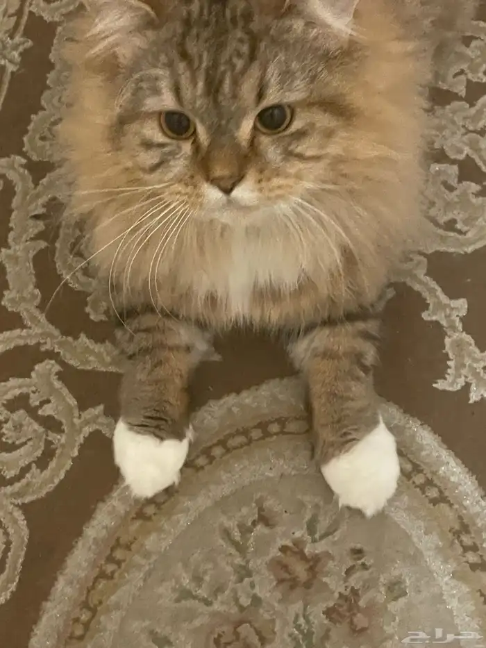 قطه عمر 6 اشهر ونصف نوعها مين كون النادر 4