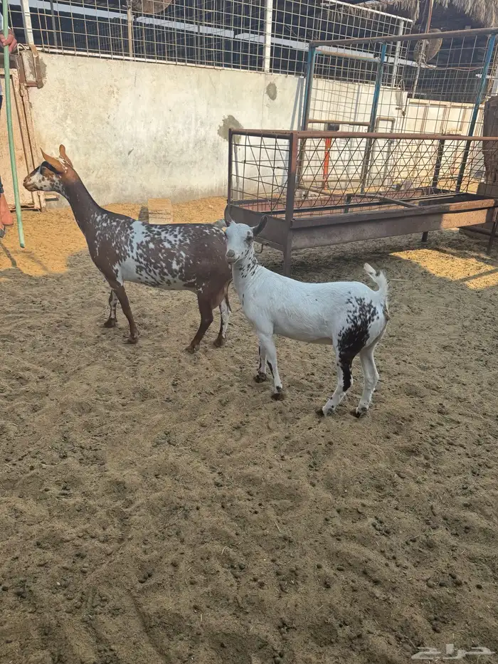 معزه ثلاث شرط الدفيع والسن وحده سديس وثتين توهم صفين 3