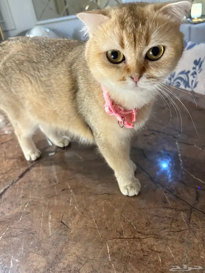 قطه سكوتش فولد 0