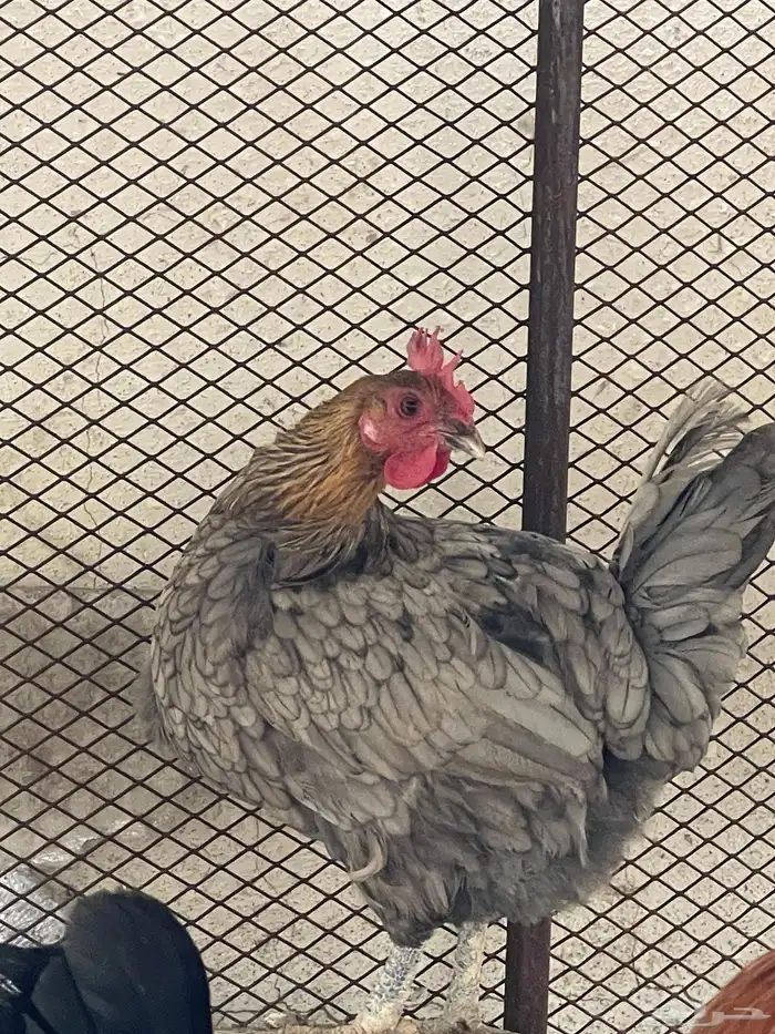 دجاج للبيع 4