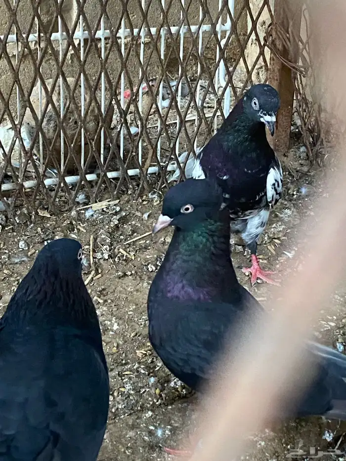 حمام رام بوري 1