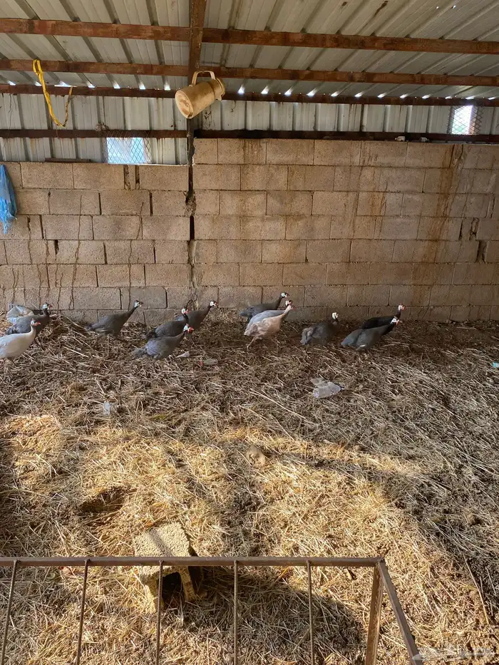 دجاج حبشي حجل 1