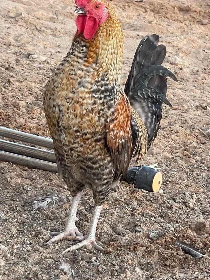 ديوك فيومي. و بلدي 13