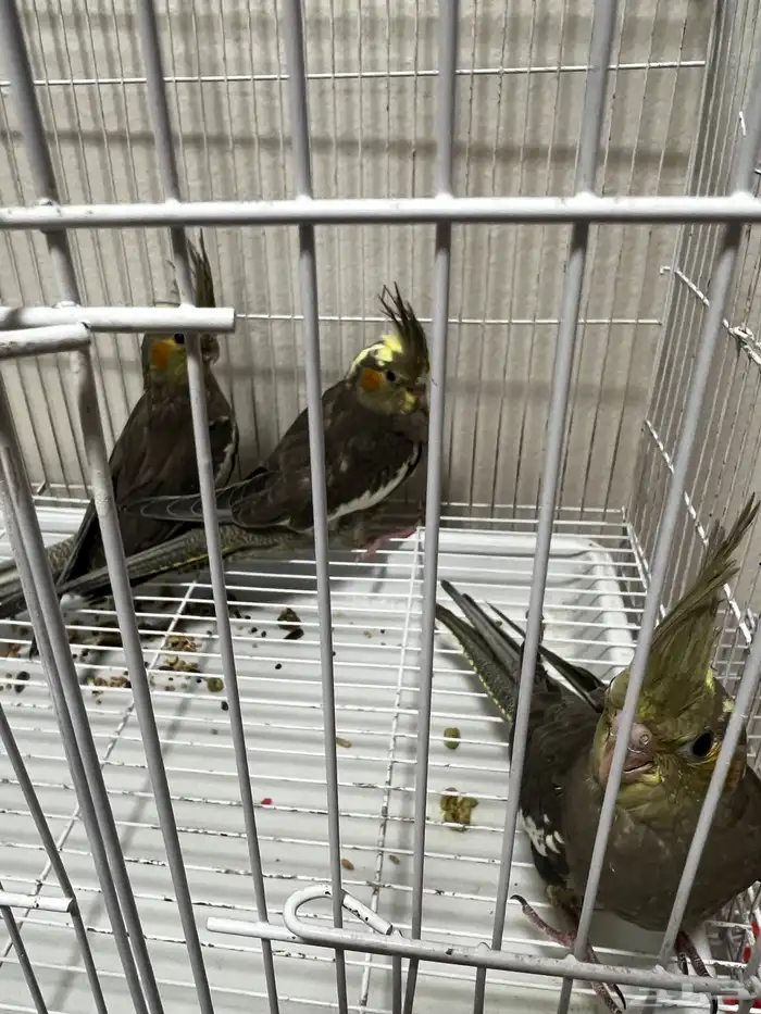 3 طيور كروان للبيع 0