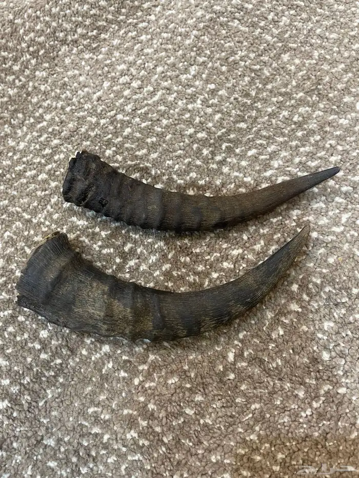 قرن وعل عل السوم 2