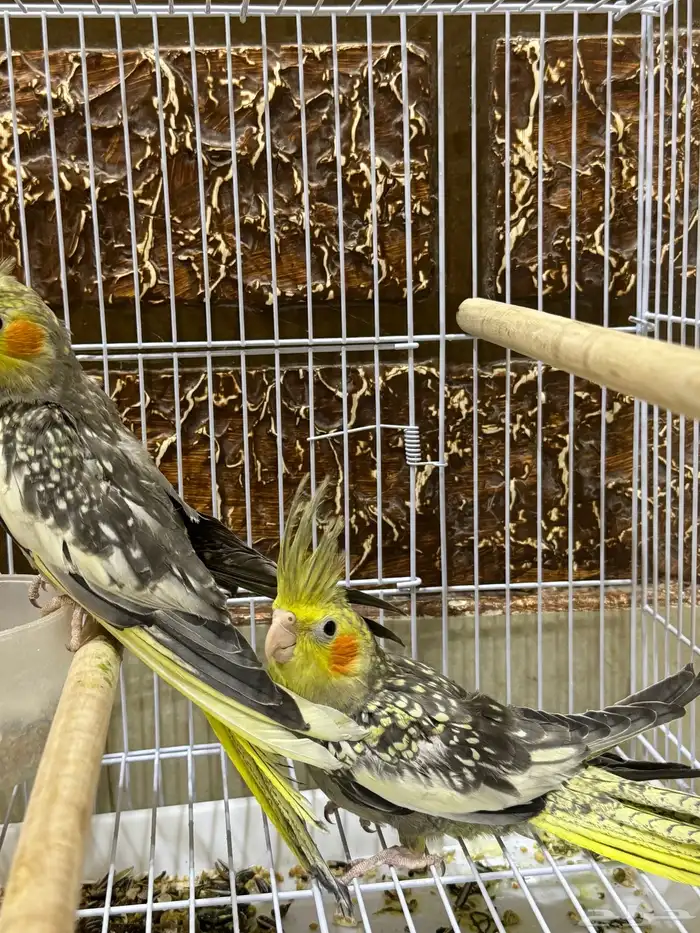 عصافير كروان 5