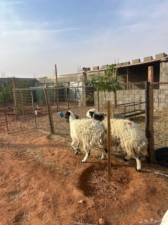 نعيم دفيع ومشروع فحل 2