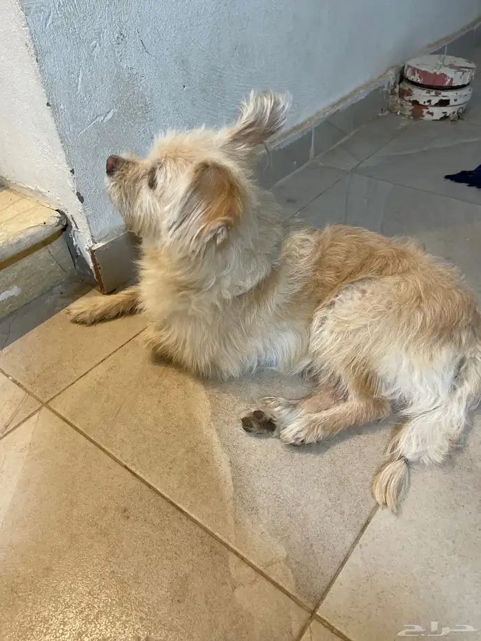 نواع الكلب ماتيبو 2