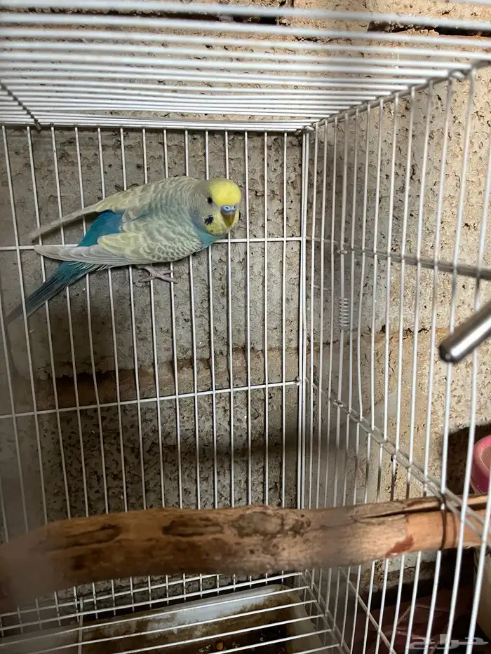 ذكر بادجي رنبو جاهر ماشالله 0