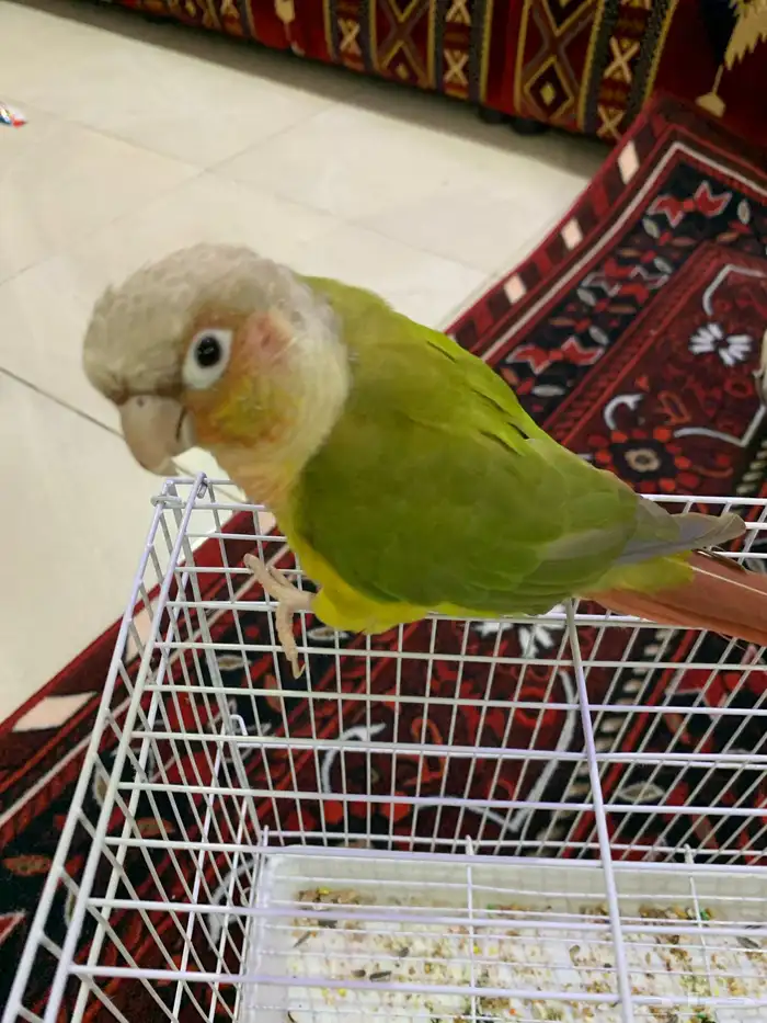 كنيور اليف وهدد 5 شهور 0